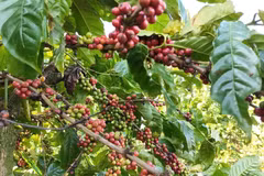 Le café est l'un des produits d'exportations du Vietnam vers l’Algérie. Photo: VNA