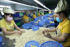 Le Vietnam vise 4,5 milliards de dollars d'exportations de noix de cajou en 2025