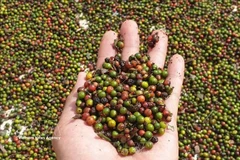 Le Vietnam renforce son emprise sur le marché thaïlandais du poivre