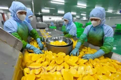 Transformation de produits à base de mangue destinés à l'exportation à l'usine de la société par actions de légumes et de fruits d'An Giang (province de Lam Dong). Photo : VNA