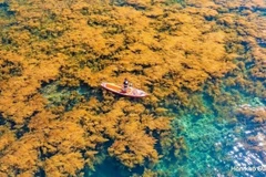 Saison des algues au village de pêcheurs de Nhon Hai, dans la province de Binh Dinh
