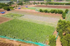 Le modèle de culture maraîchère conforme aux normes VietGAP mis en œuvre par les agriculteurs de la commune d'An Phu, province de Quang Ngai, s'est avéré très efficace. Photo : VNA