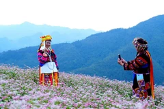 Saison des sarrasins : Tuyên Quang, nouvelle escale prisée des voyageurs
