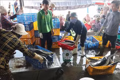 Aux ports de Hon Ro et de Dong Hai, l’activité de débarquement s’intensifie dès l’aube, traduisant un début d’année dynamique et porteur d’espoir. Photo: VNA