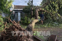Des arbres sont tombés après le passage du typhon Kalmaegi. Photo : VNA