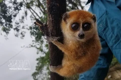 Le loris pygmée. Photo: VNA