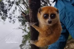 Le loris pygmée. Photo: VNA