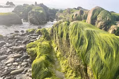 Saison de la mousse verte sur la plage de Co Thach, province de Lam Dong 