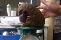 Les gardes forestiers de la province centrale de Quang Tri ont reçu, mardi matin, 29 juillet, d'un habitant un pangolin de Java, espèce en danger critique d'extinction. Photo: VNA