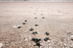 Une fois éclos, les bébés tortues creusent leur chemin vers la mer. Photo: VNA