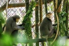 L'EPRC du parc national de Cuc Phuong: un havre pour les primates menacés au Vietnam
