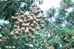 Variété rare appelée « longane à fruit carré ». Photo: VNA
