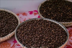 Portée par des prix toujours élevés et une forte demande à l'export, l'industrie du café vietnamienne entre dans une véritable phase "dorée". Photo: VNA