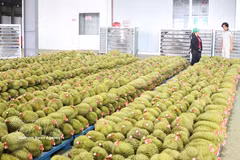 La ville de Dong Nai prévoit d'atteindre une production de 360 000 tonnes de durians d'ici 2030. Photo : VNA