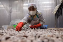 Transformation de palourdes destinées à l'exportation à l'usine de la société par actions d'import-export de produits aquatiques de Thanh Hoa, province de Thanh Hoa. Photo : VNA