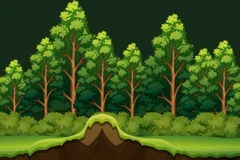 En 2025, le Vietnam comptait plus de 14,97 millions d'hectares de forêts