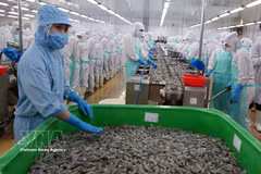 Transformation de produits aquatiques dans la province de Ca Mau. Photo: VNA