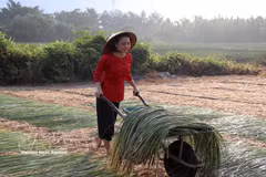 Tay Ninh : Préserver le rythme de l'artisanat traditionnel de l'estuaire de Nhut Tao