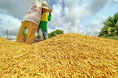 Récolte de riz. Photo: VNA