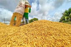 Récolte de riz. Photo: VNA