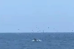 Apparition d’une baleine géante dans la baie de Nha Trang : un signe encourageant pour l’écosystème marin
