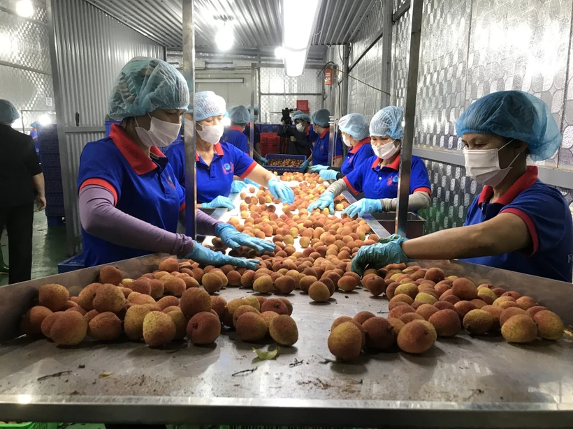 Transformation de litchis pour les exportations. Photo: VNA