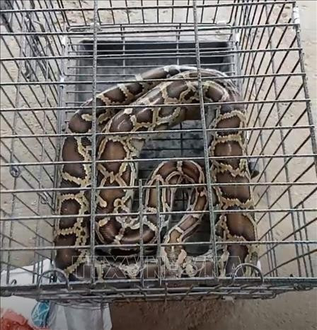 À Nghe An, un autre python réticulé relâché dans la nature