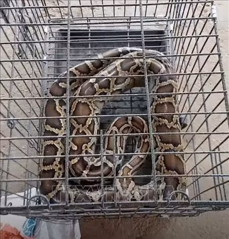 À Nghe An, un autre python réticulé relâché dans la nature