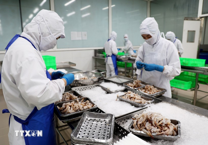 Transformation de produits de mer destinés à l'exportation à la Société de développement économique de Duyen Hai (COFIDEC), district de Binh Chanh, Hô Chi Minh-Ville. Photo : VNA