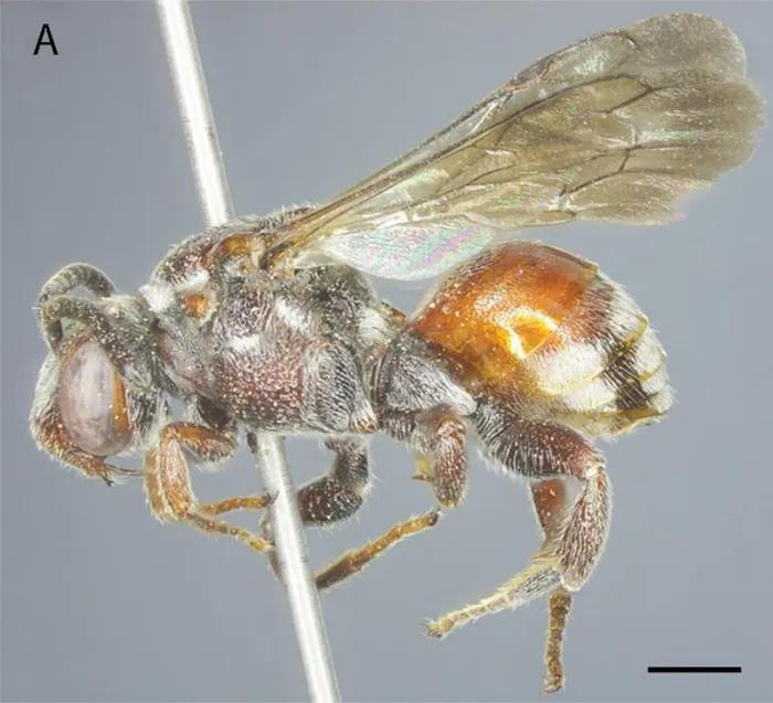 La nouvelle espèce d'abeille est découverte dans le parc national de Vu Quang. Photo: Académie des sciences et technologies du Vietnam