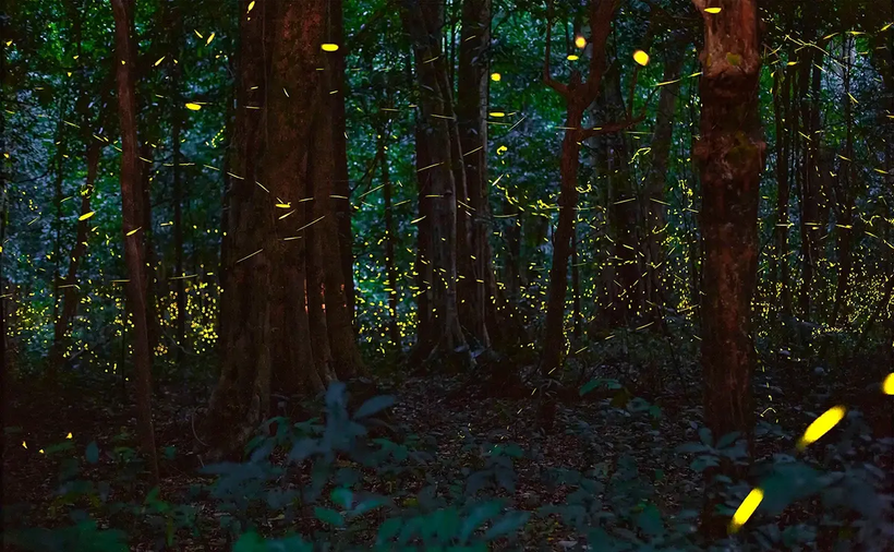 Le Vietnam organise, pour la première fois, des visites nocturnes en forêt 
