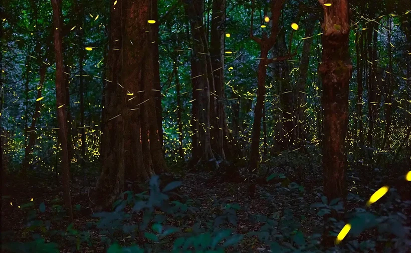 Le Vietnam organise, pour la première fois, des visites nocturnes en forêt 