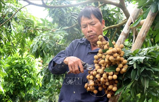 Un habitant de la commune de Hong Nam, ville de Hung Yen, récolte du longane. Photo : VNA