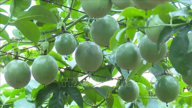 Des fruits de la passion du Vietnam. Photo : VNA