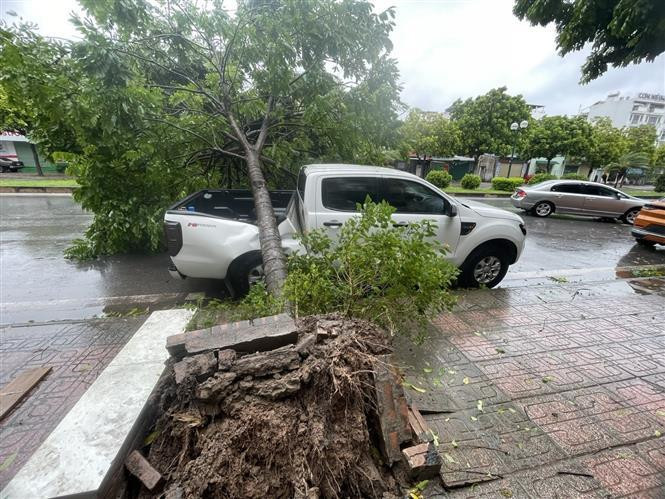 Un arbre tombé dans le quartier de Long Bien à Hanoi, écrasant une voiture garée au bord de la rue. Photo : VNA