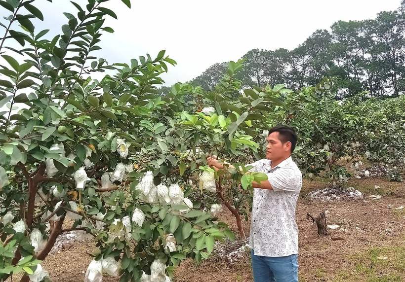 Le goyave Di Trach. Photo : hanoimoi.vn