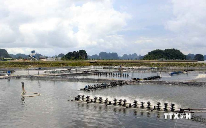 Une zone d'aquaculture de crevettes dans la province de Quang Ninh. Photo: VNA
