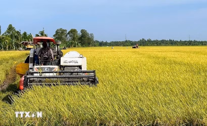 La récolte du riz dans le district de Hong Dan, province de Bac Lieu. Photo: VNA