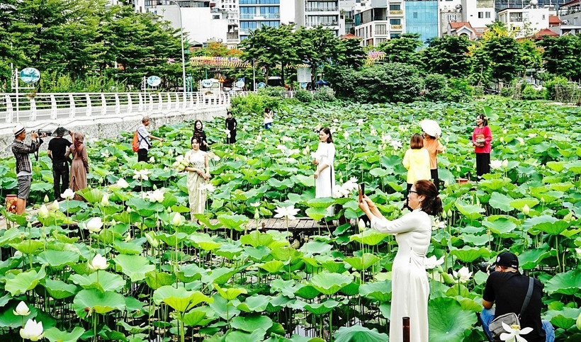Hanoï, l'une des zones de culture du lotus les plus célèbres du pays. Photo: VNA