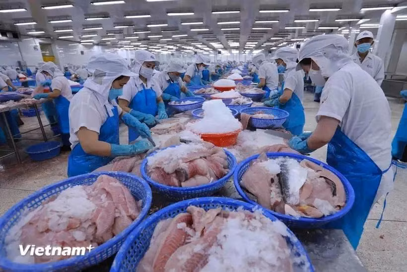 Traitement de poissons pour l'exportation. Photo : VNA