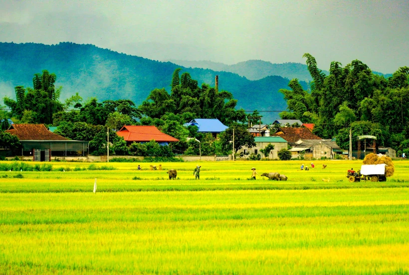 Un paysage paisible domine le champ de Muong Thanh. Photo : VNA