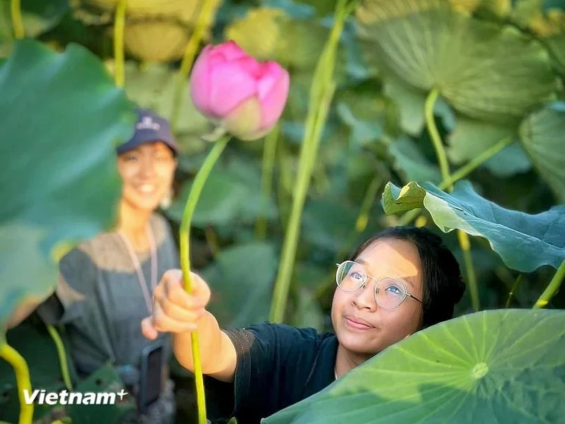 Des touristes apprécient la cueillette de lotus. Photo : VietnamPlus