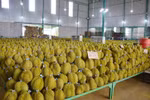 De nombreux produits agricoles vietnamiens sont très "chauds" sur le marché international