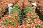 L’exode des fleurs de Hanoï