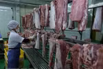 Des solutions pour lutter contre la peste porcine africaine discutées