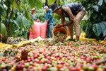 Le café en tête des produits d'exportation phares du Vietnam vers la Russie en 5 mois. Photo: VNA