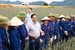 Le Premier ministre Pham Minh Chinh (4e à partir de la gauche) visite la ferme d’ananas de Dông Giao de Doveco, à Ninh Binh, le 28 mai. Photo : VNA