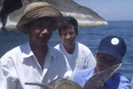 Projet d'écloserie pour favoriser le retour des tortues de mer à Cu Lao Cham