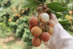 Le litchi « thieu » de Luc Ngan (Bac Giang) à la conquête de marchés exigeants