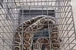 À Nghe An, un autre python réticulé relâché dans la nature